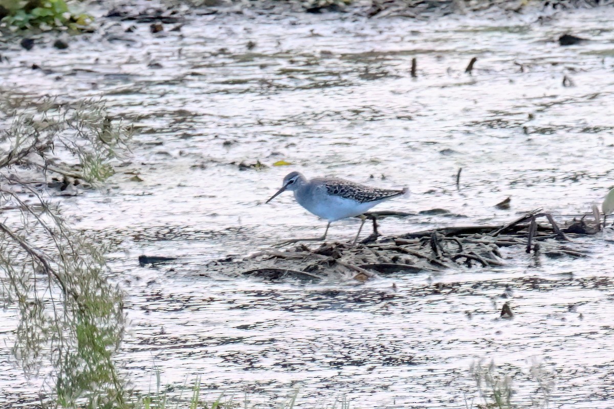 Wood Sandpiper - ML617649773