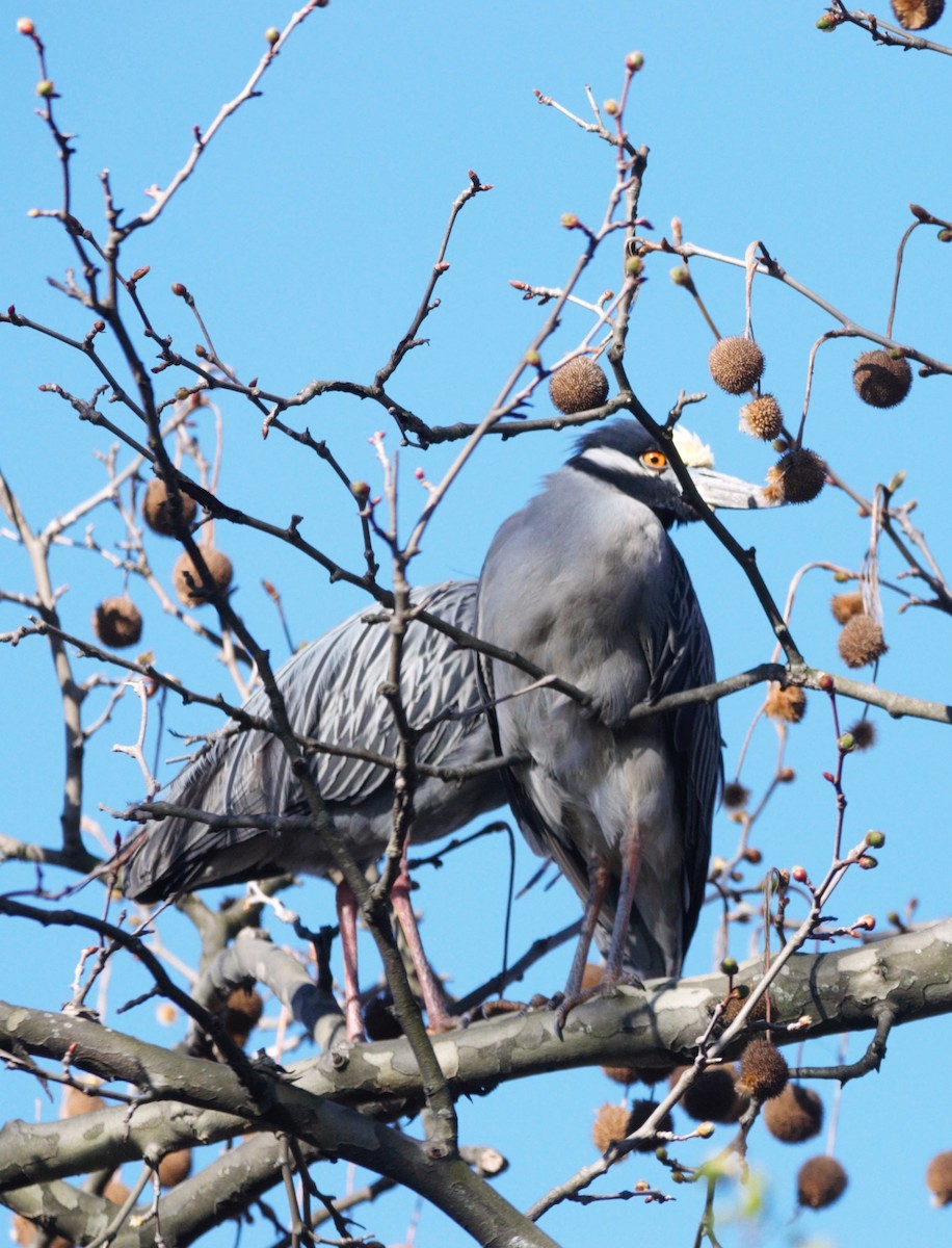 Yellow-crowned Night Heron - ML617649779