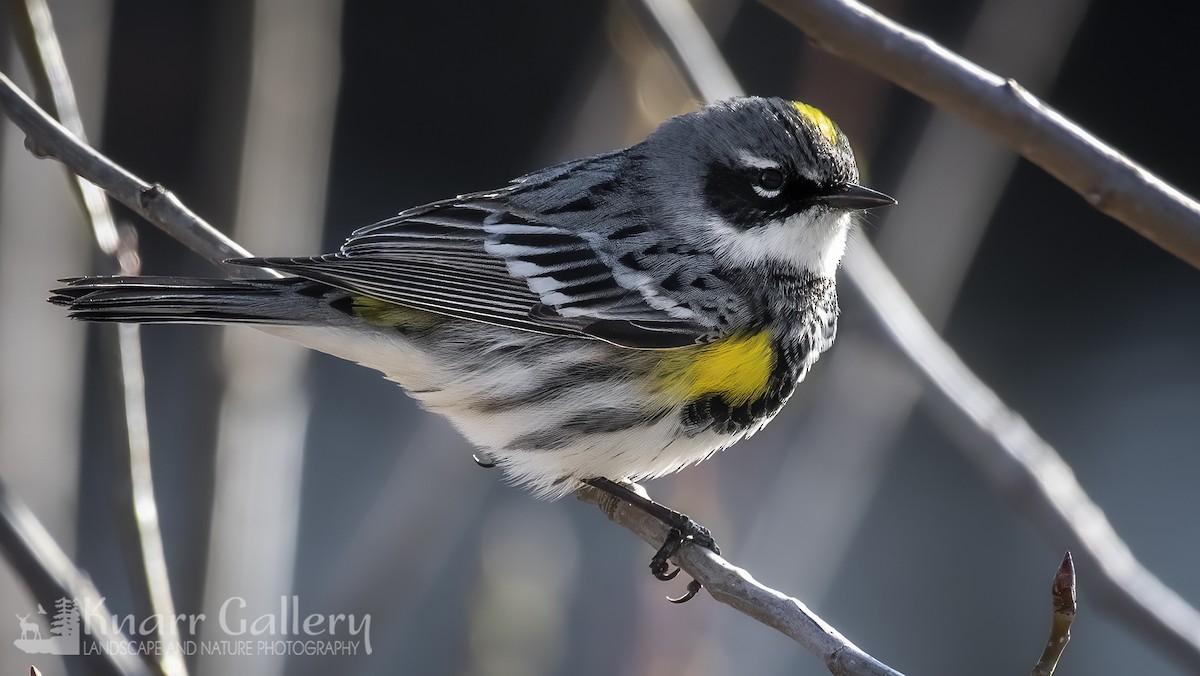 Yellow-rumped Warbler - ML617649787