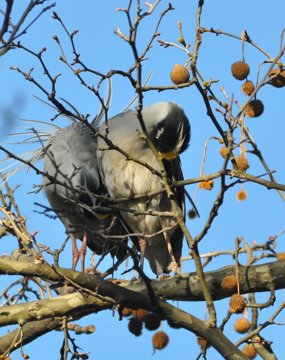 Yellow-crowned Night Heron - ML617649792