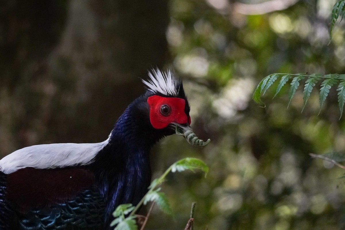 Swinhoe's Pheasant - ML617649796