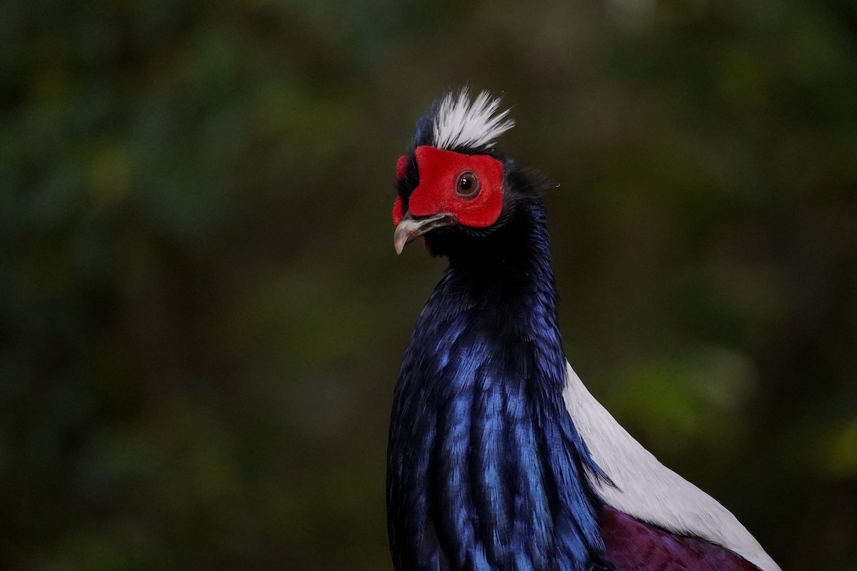 Swinhoe's Pheasant - ML617649797