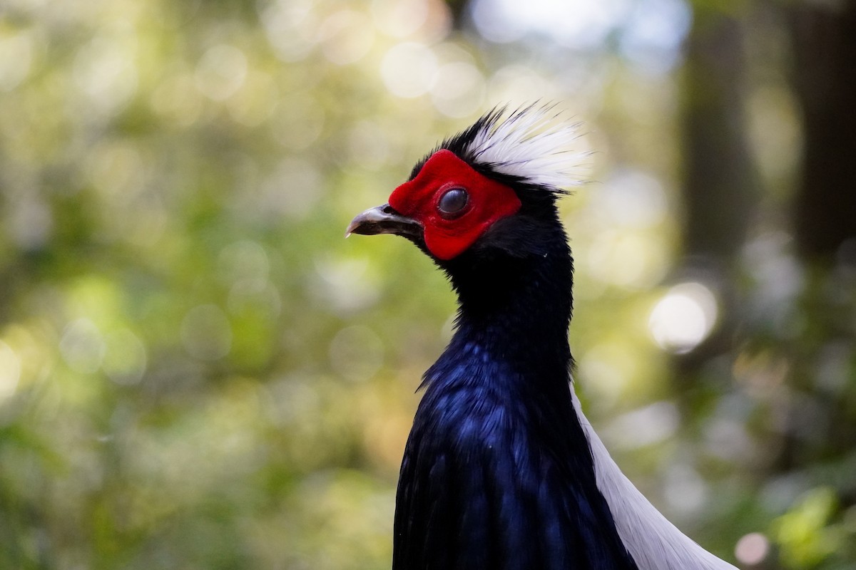 Swinhoe's Pheasant - ML617649798