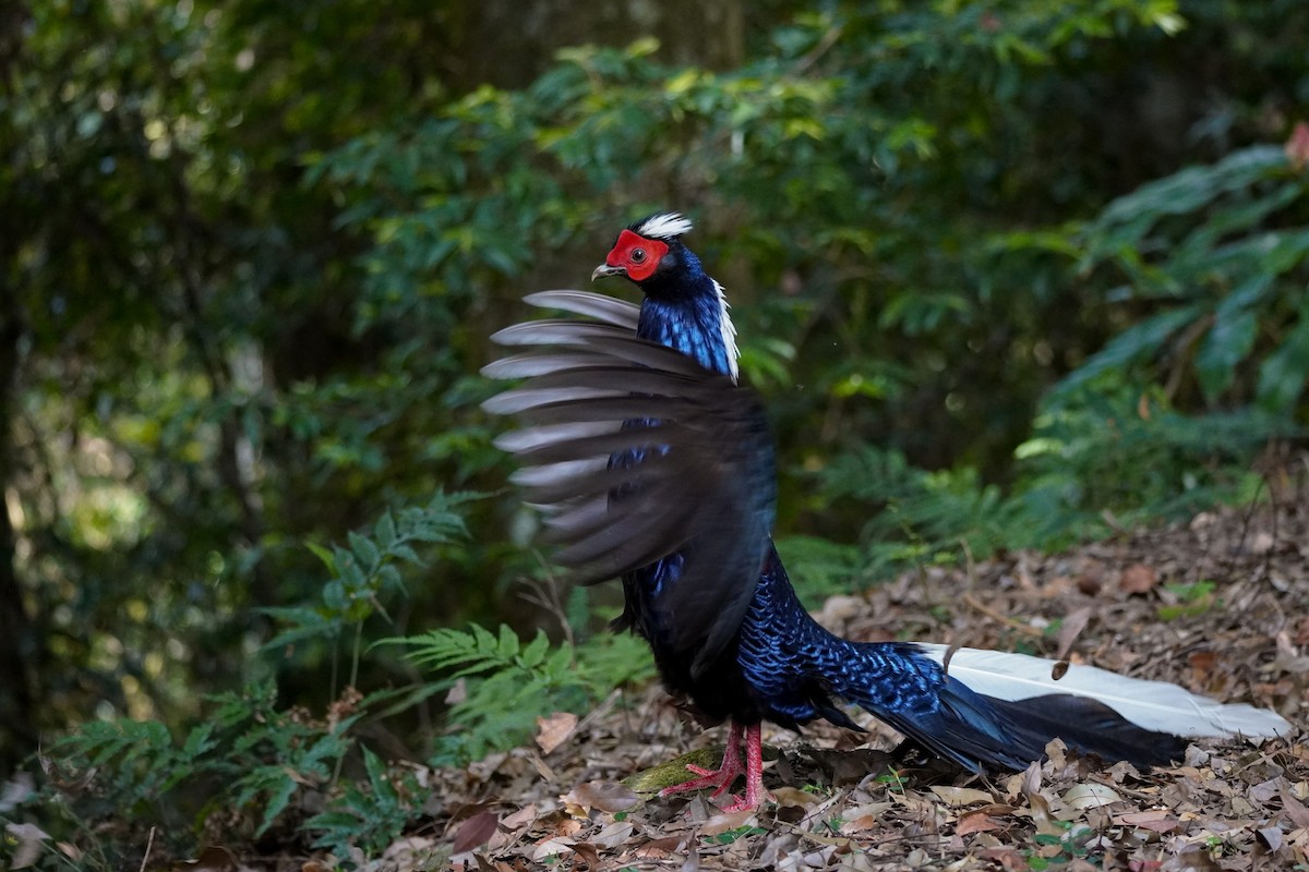 Swinhoe's Pheasant - ML617649799