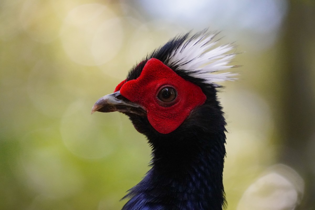 Swinhoe's Pheasant - ML617649800