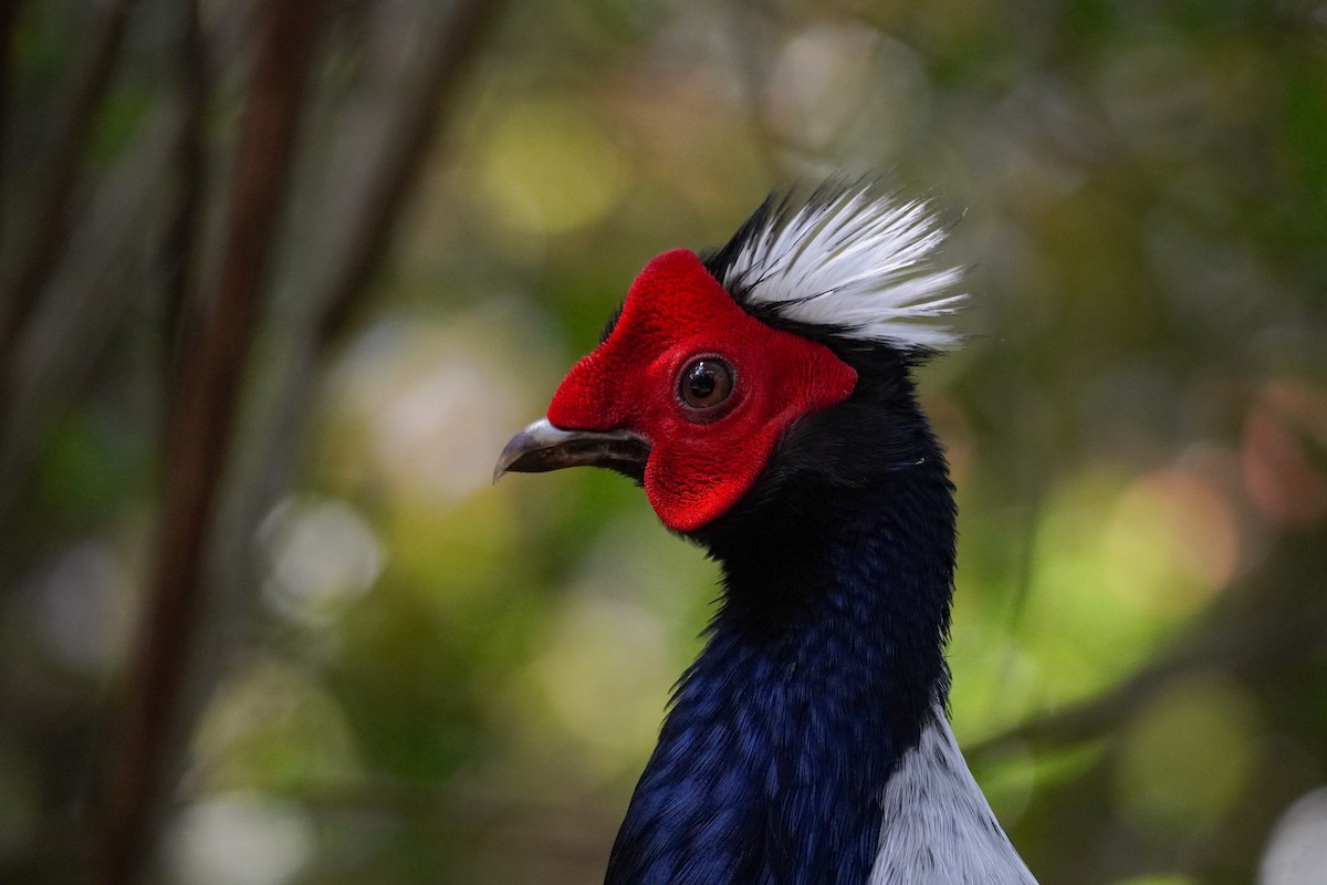 Swinhoe's Pheasant - ML617649801