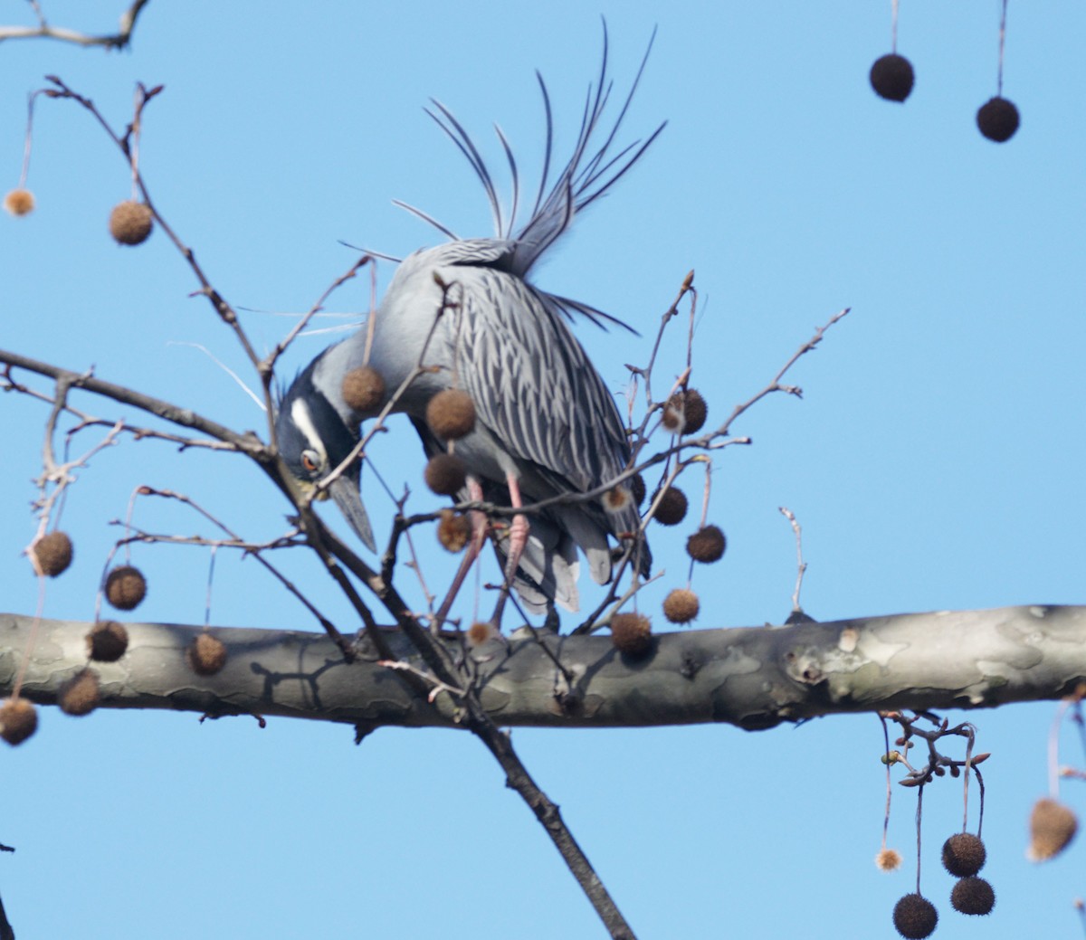 Yellow-crowned Night Heron - kye jenkins