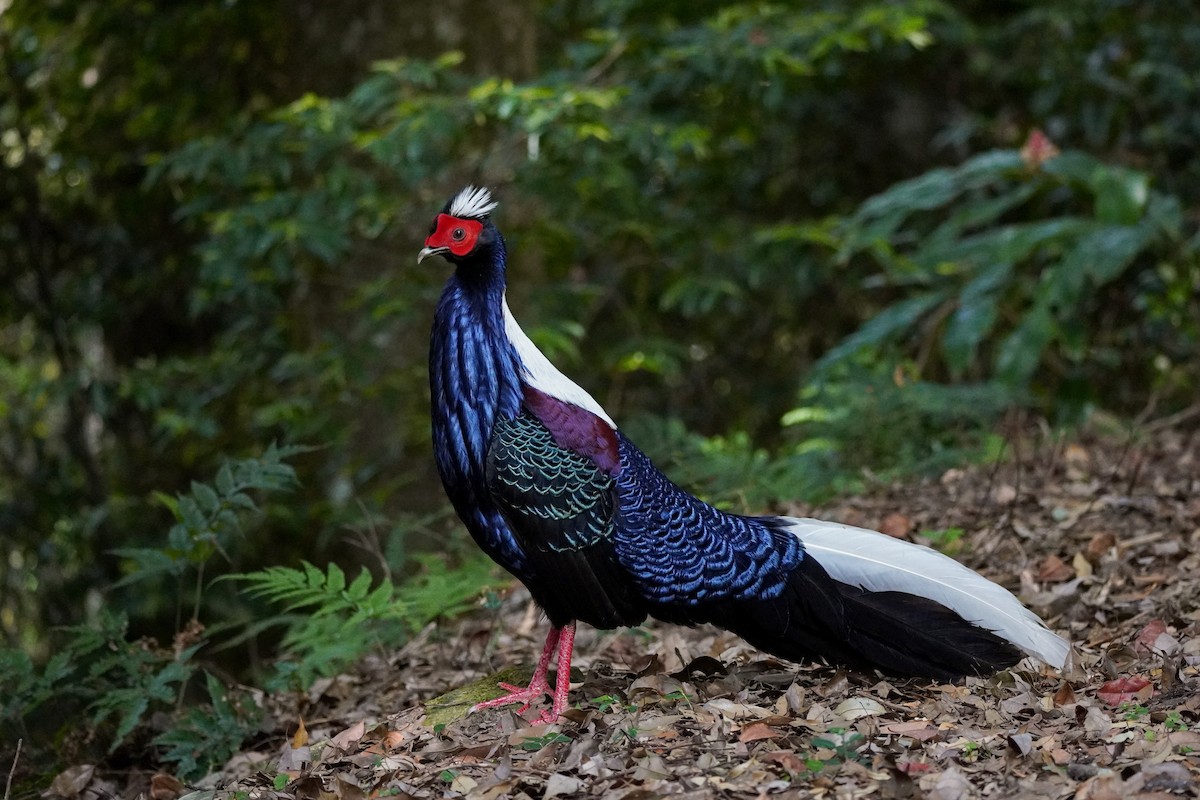 Swinhoe's Pheasant - ML617649804