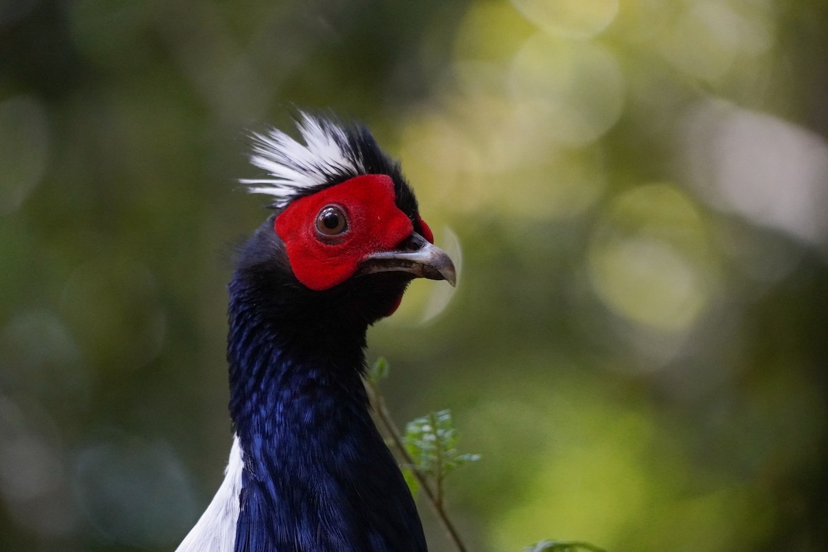 Swinhoe's Pheasant - ML617649805