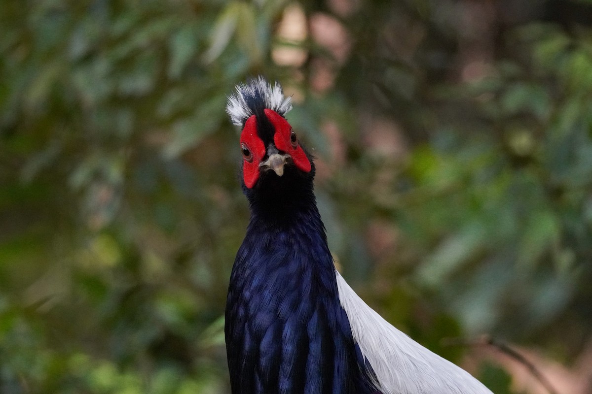 Swinhoe's Pheasant - ML617649806