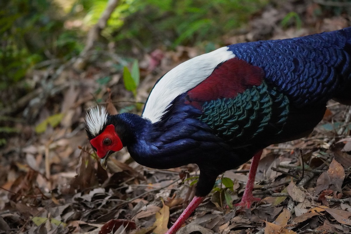 Swinhoe's Pheasant - ML617649807