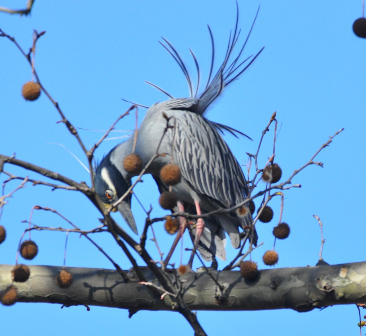 Yellow-crowned Night Heron - ML617649812