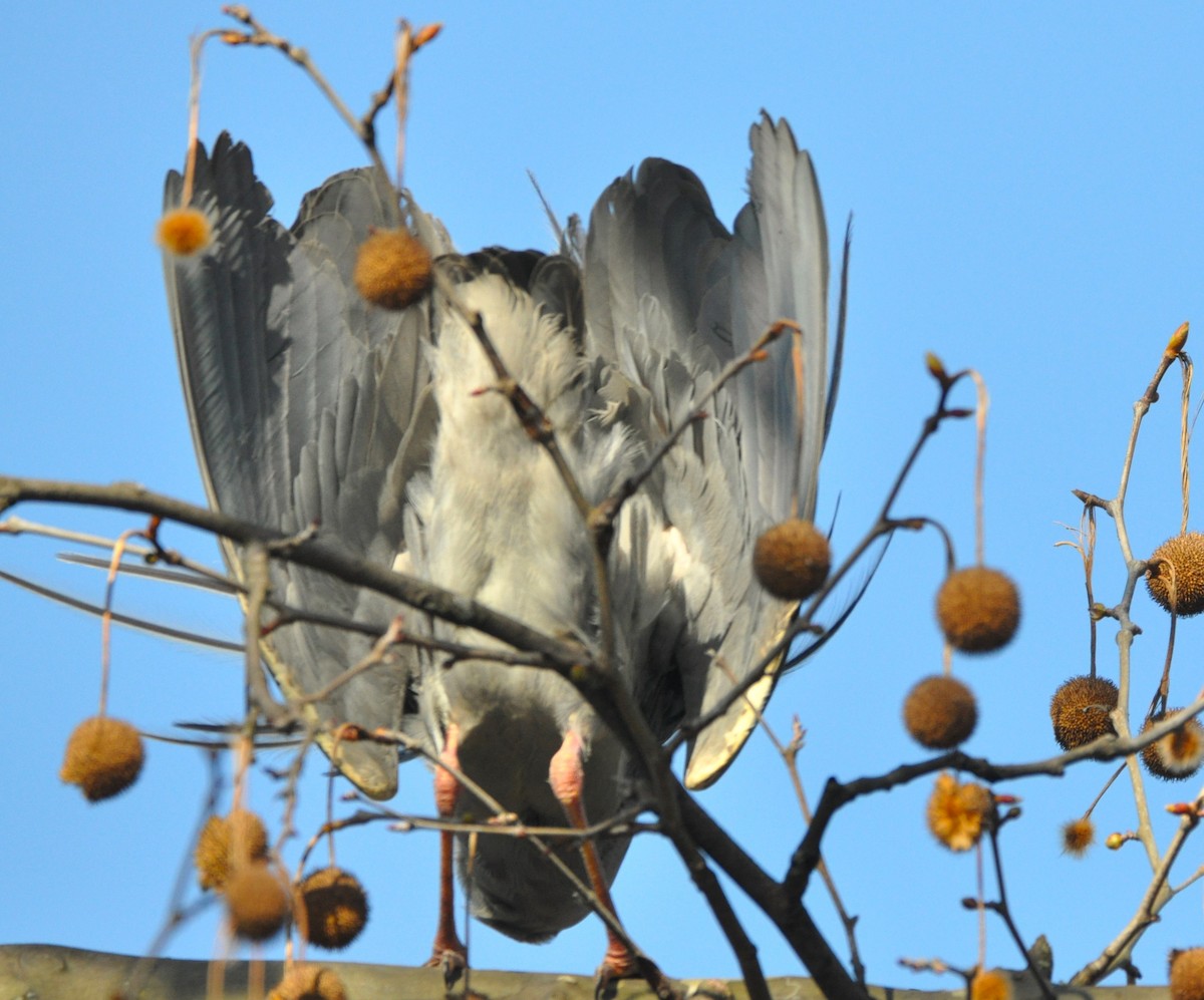 Yellow-crowned Night Heron - ML617649835