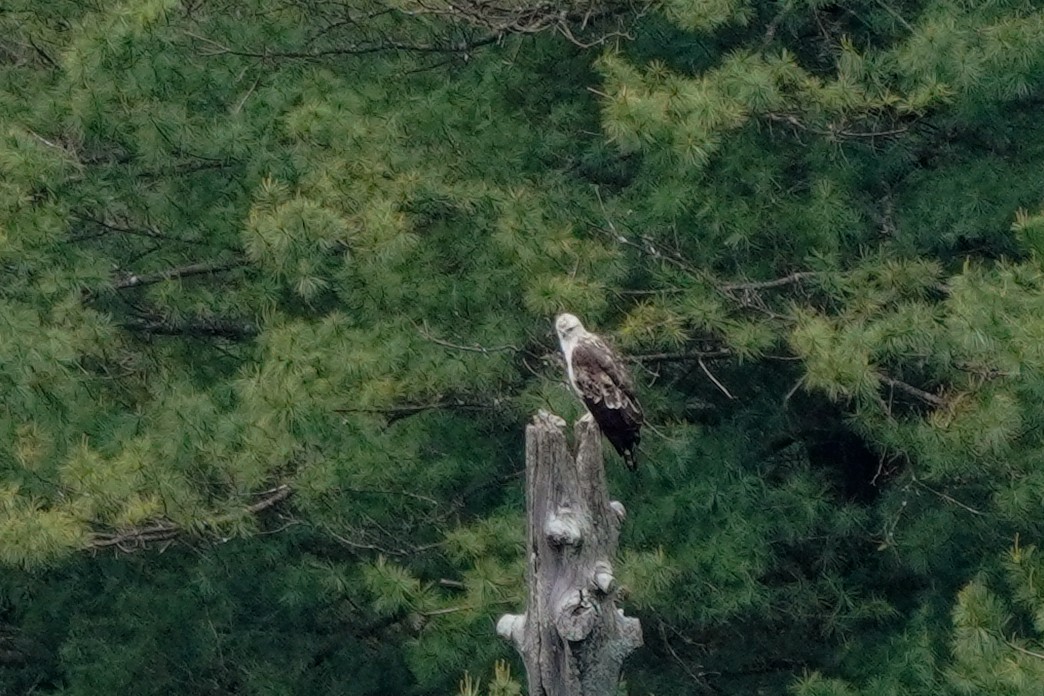 Mountain Hawk-Eagle - Shih-Chun Huang