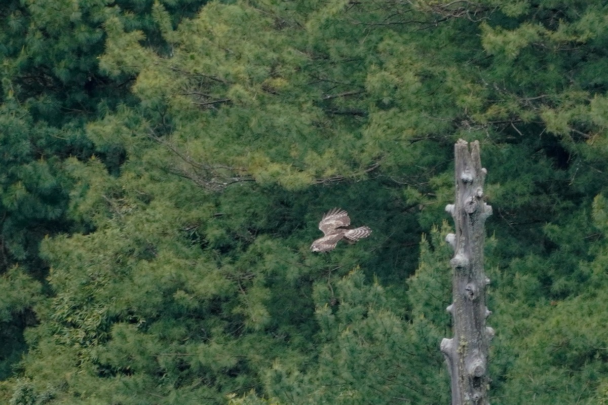 Mountain Hawk-Eagle - Shih-Chun Huang