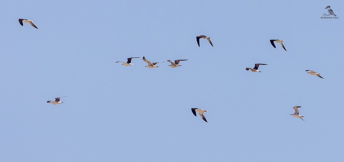 Lesser Black-backed Gull - ML617649843