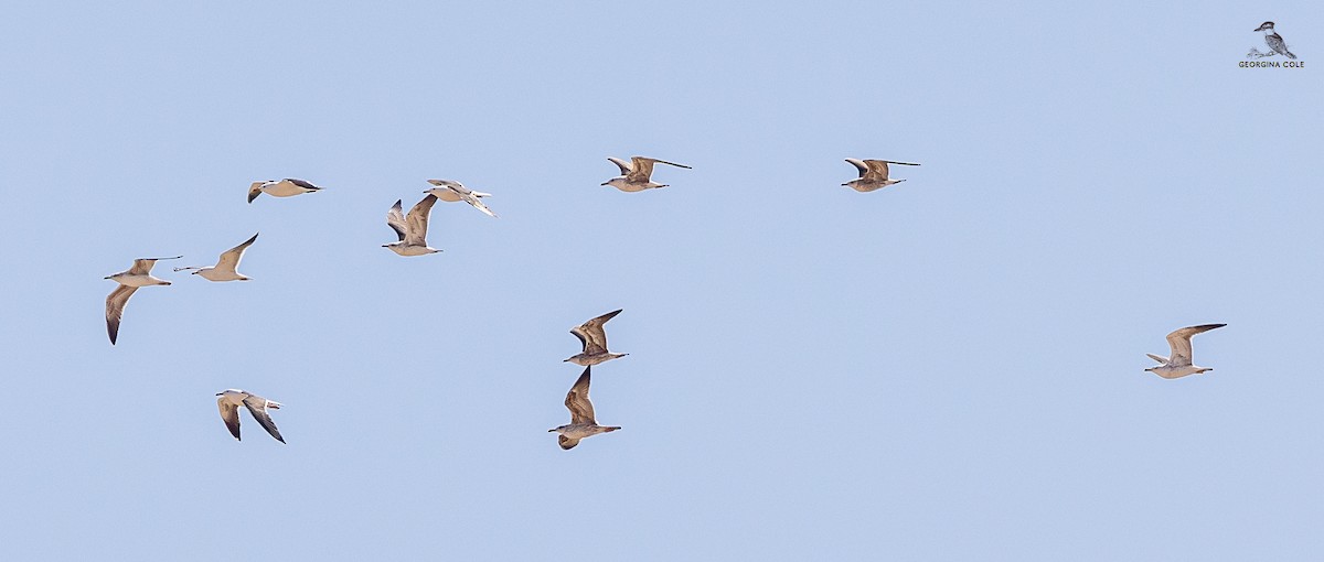 Lesser Black-backed Gull - ML617649844