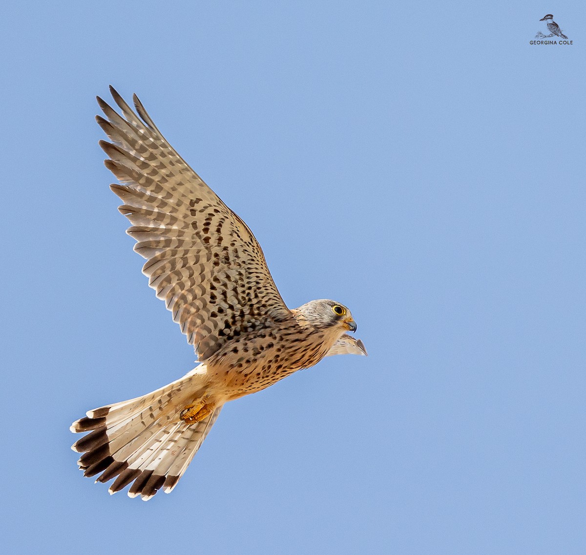 Eurasian Kestrel - ML617649858