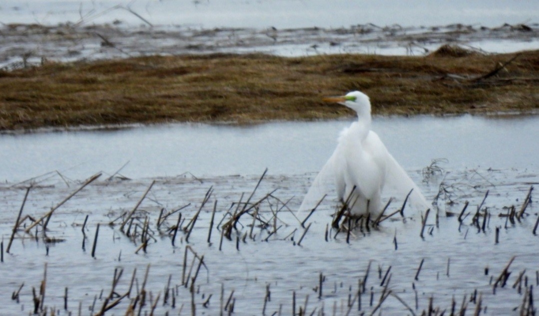 Great Egret - ML617649865