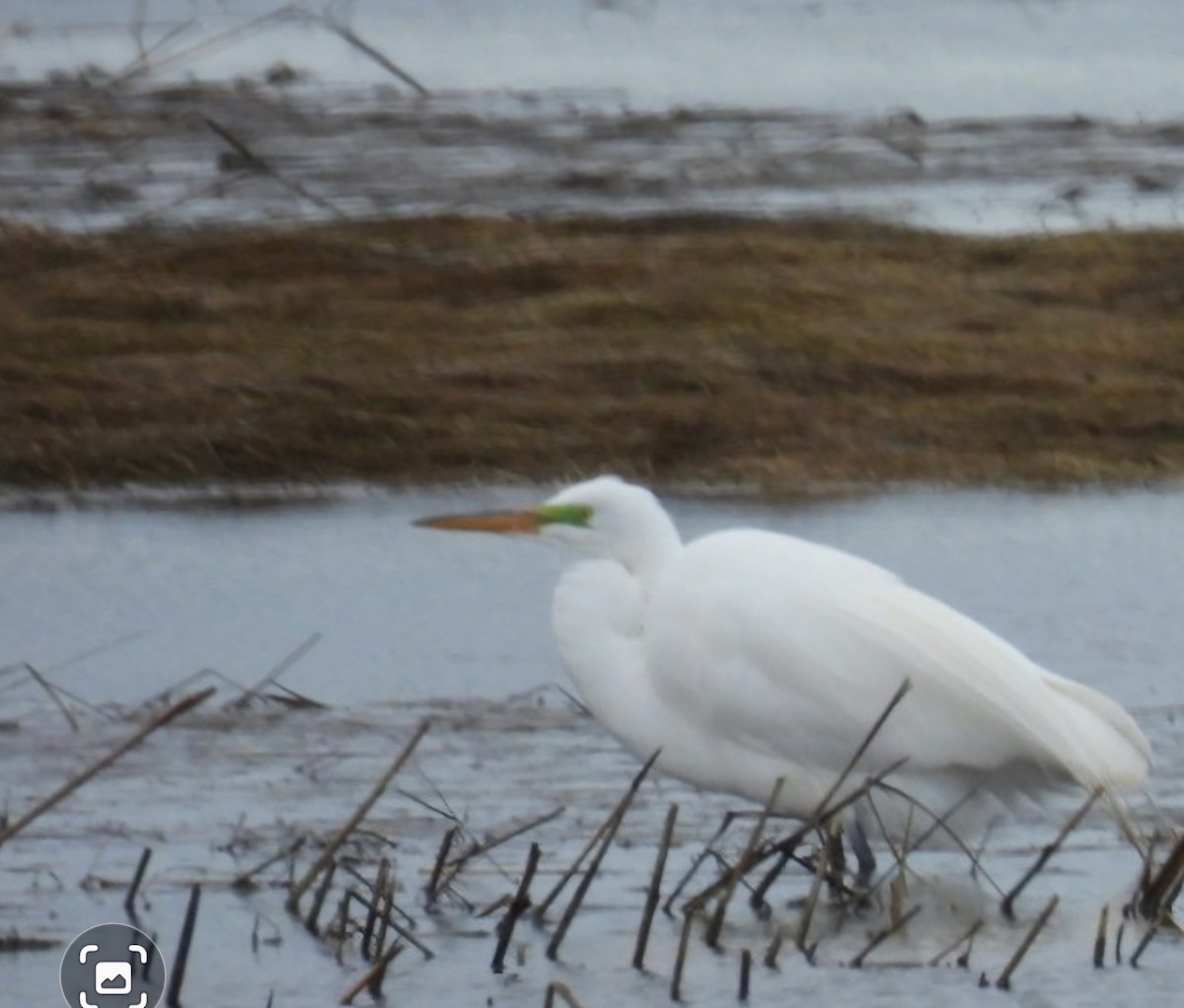 Great Egret - ML617649871