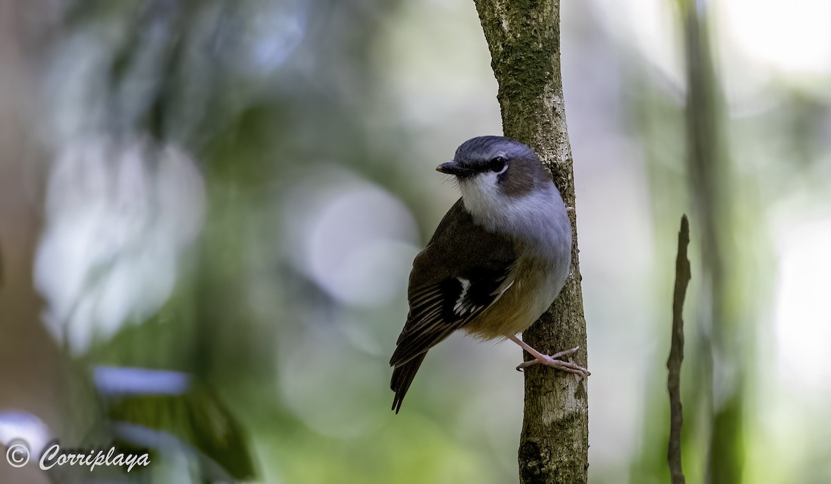 Gray-headed Robin - ML617649929