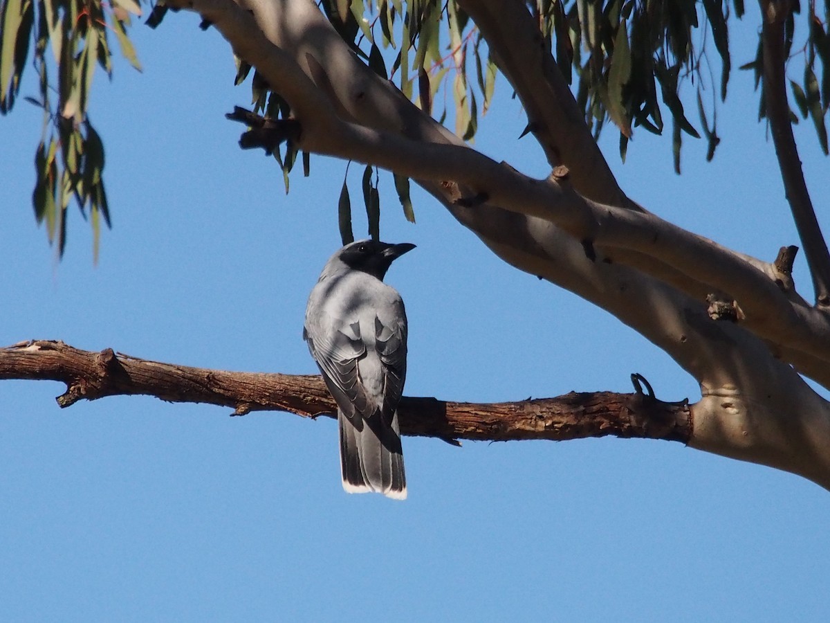 オーストラリアオニサンショウクイ - ML617649943