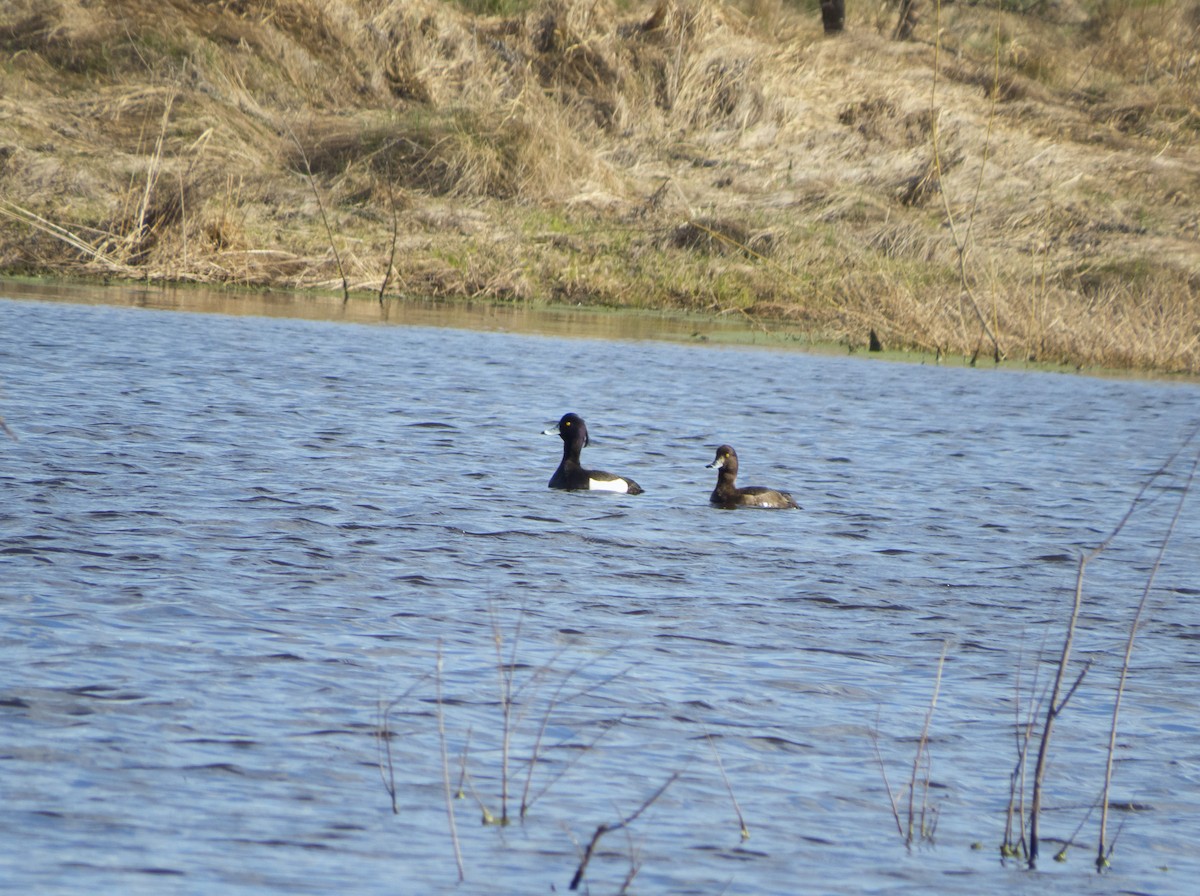 Tufted Duck - ML617649958