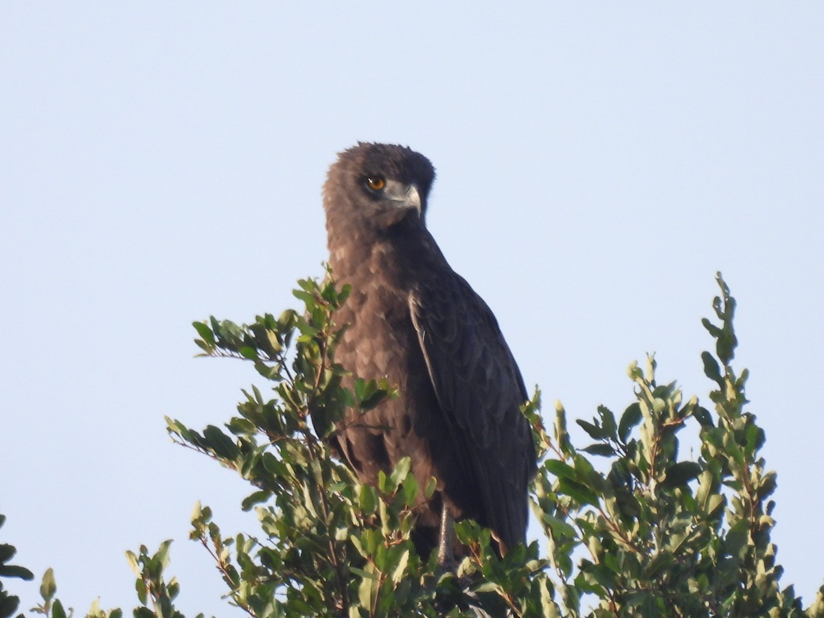 Brown Snake-Eagle - Timothy Kasper