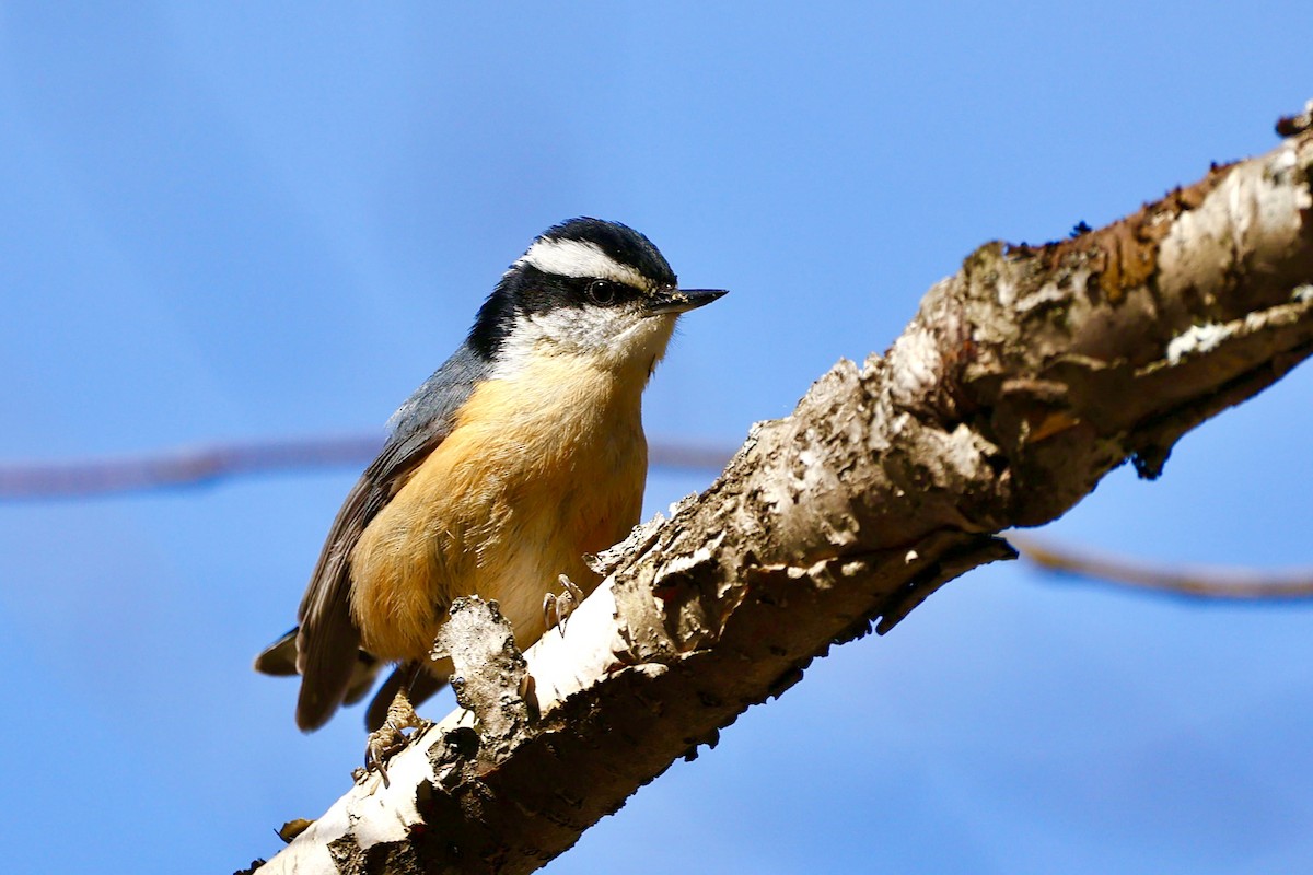Red-breasted Nuthatch - ML617650078