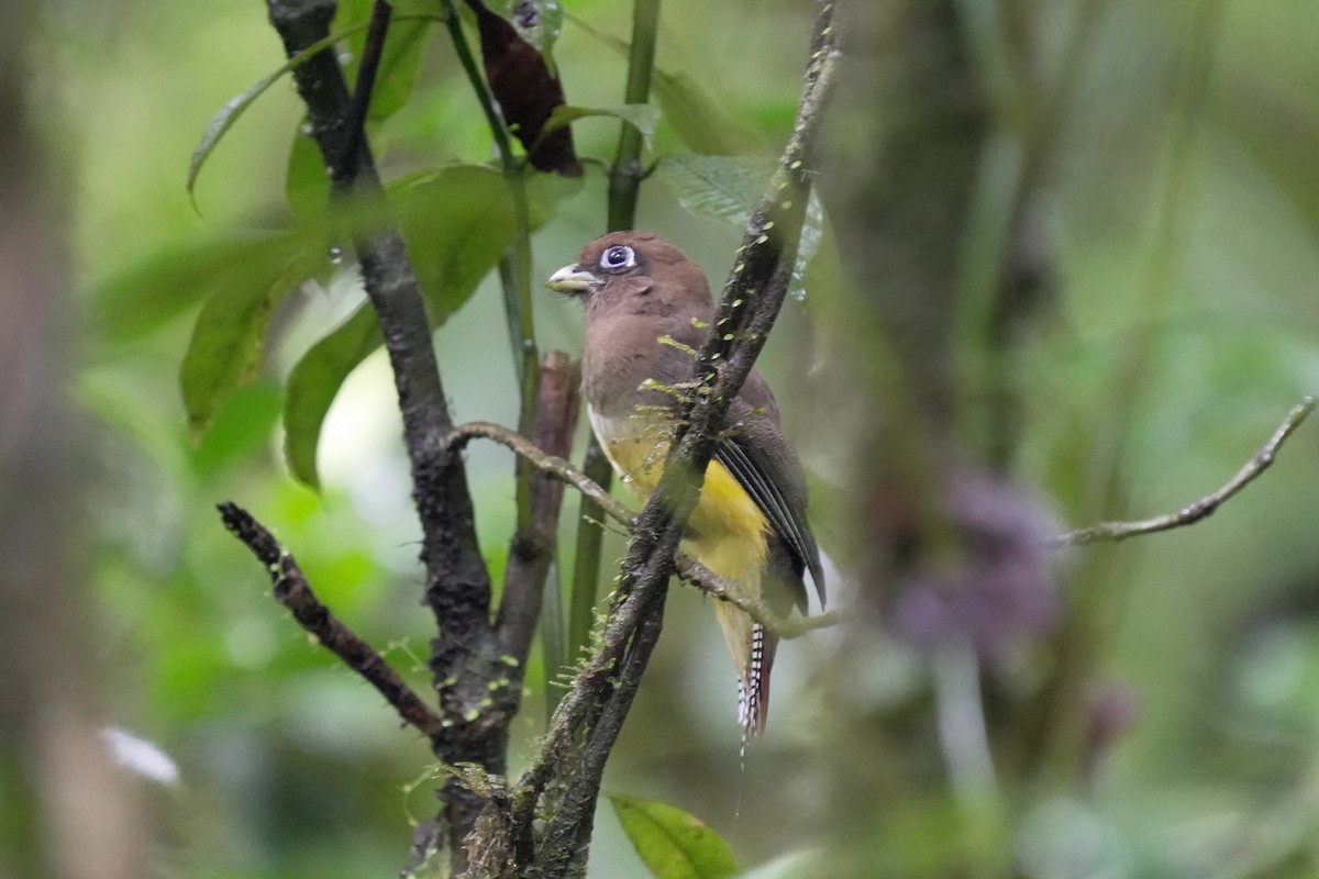 Northern Black-throated Trogon - ML617650106