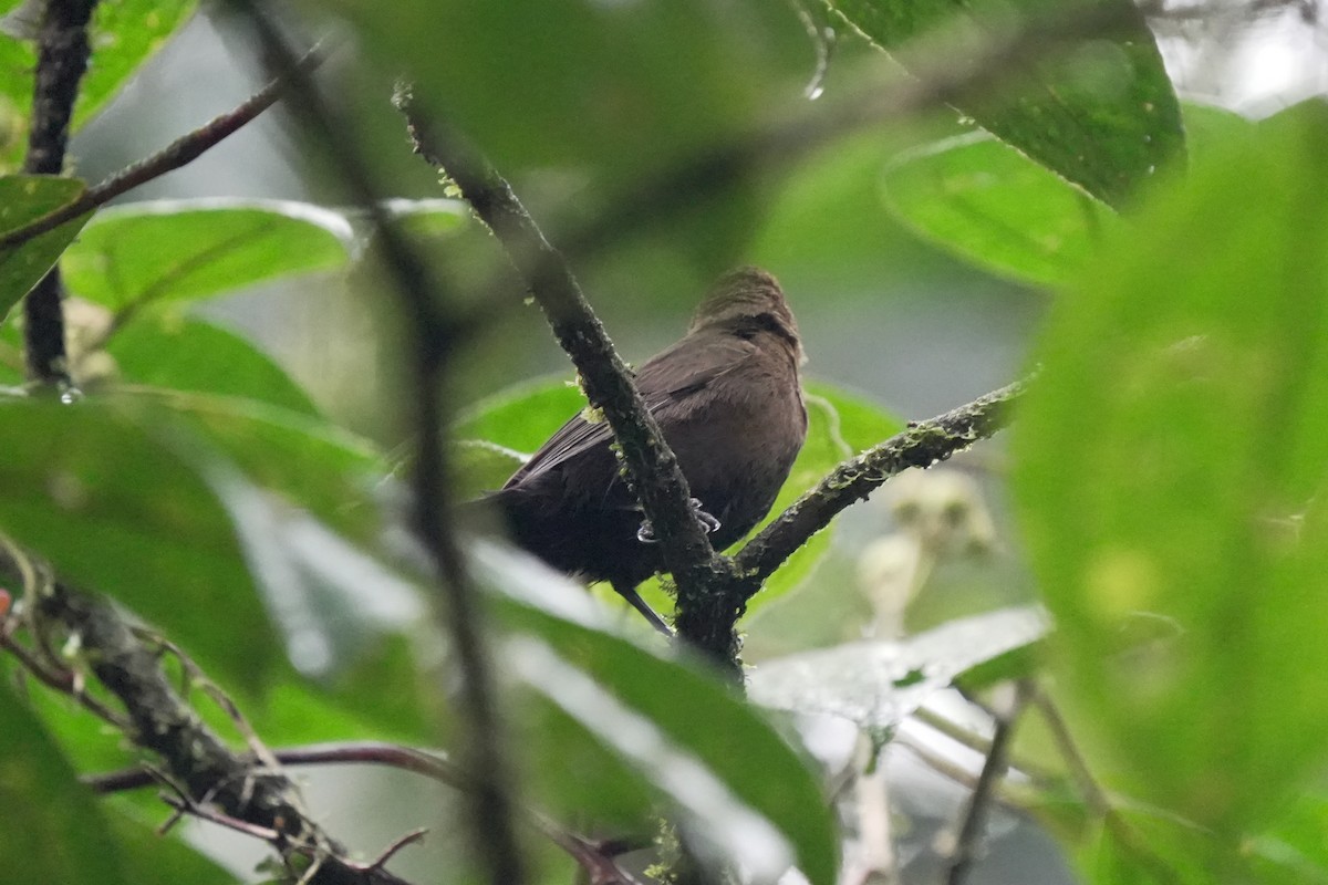 Tawny-crested Tanager - ML617650110