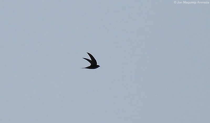 Common Swift - ML617650121