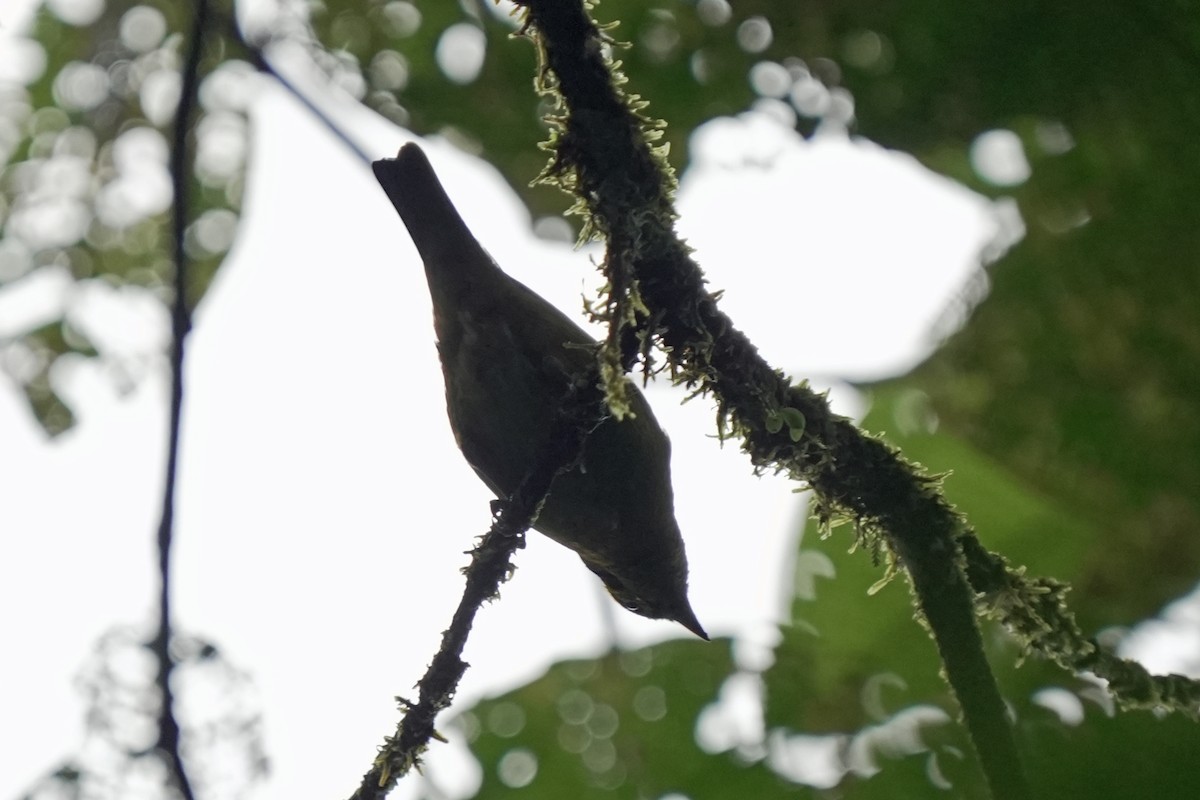 Emerald Tanager - ML617650133