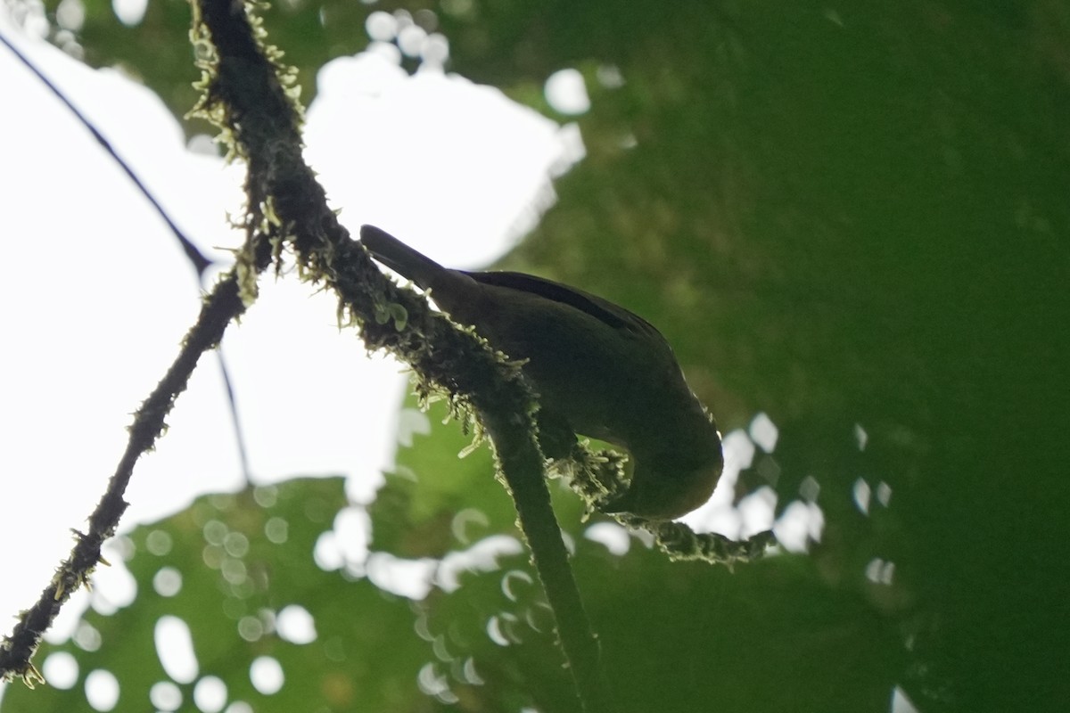 Emerald Tanager - ML617650134