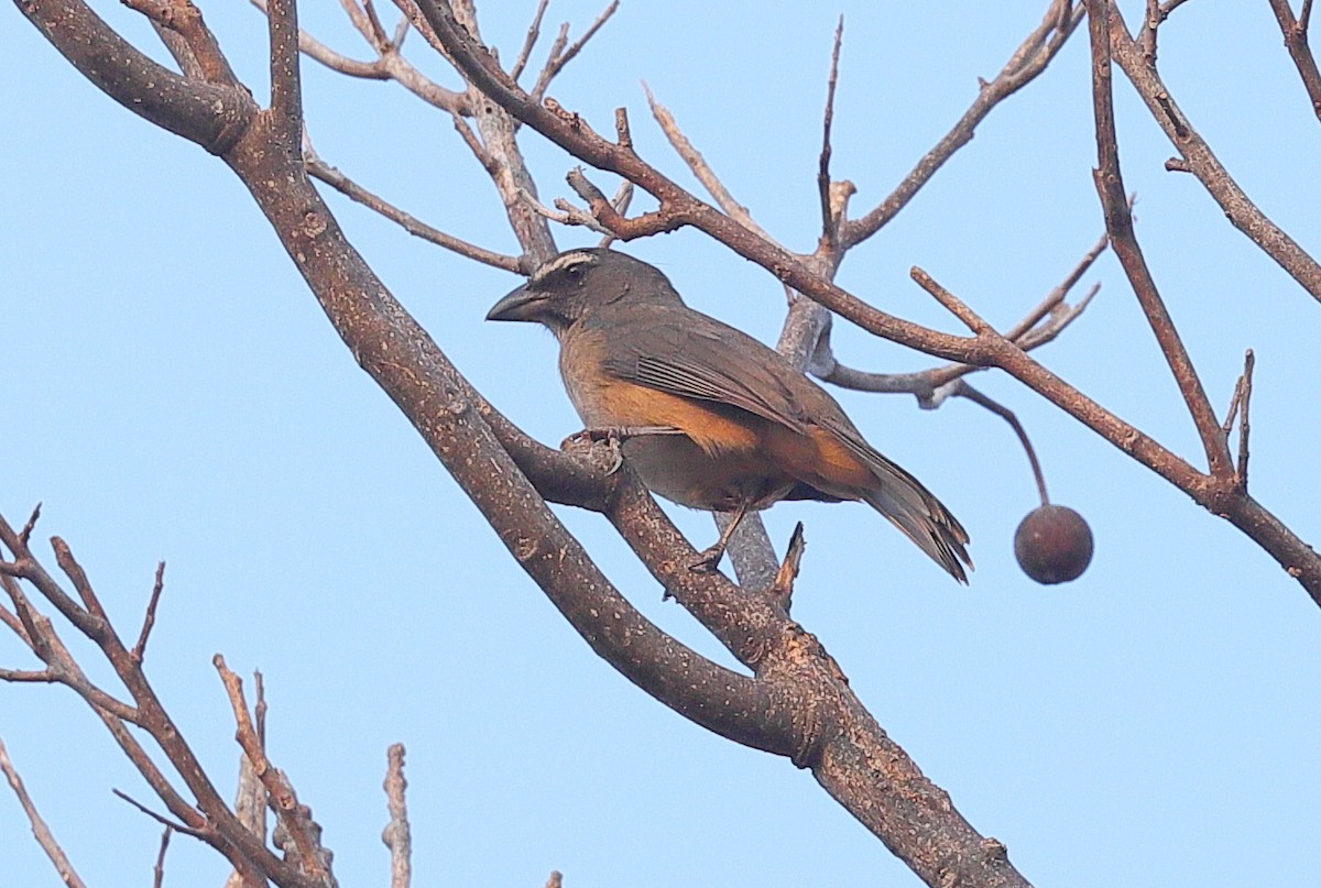 Cinnamon-bellied Saltator - Carles Juan-Sallés