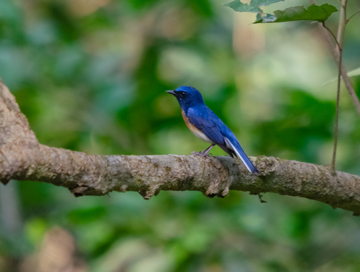 Blaukehl-Blauschnäpper - ML617650189