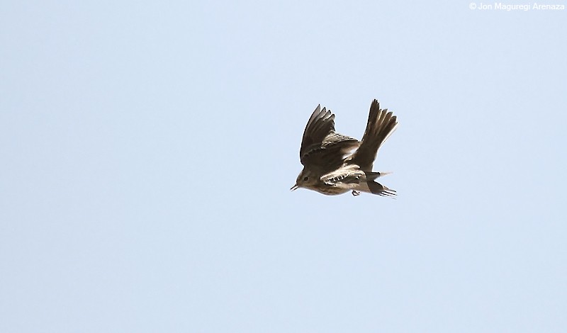 Tree Pipit - Jon Maguregi Arenaza