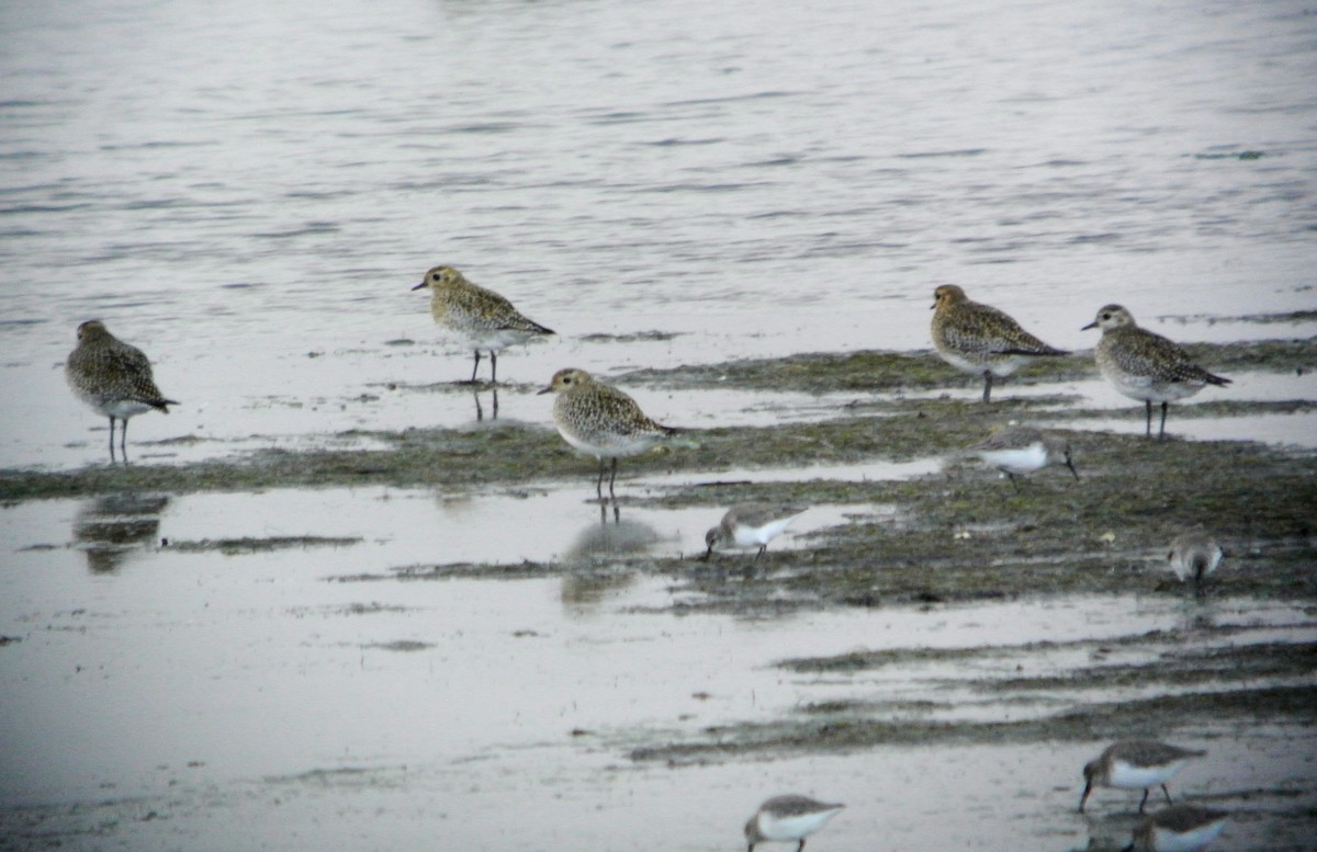 European Golden-Plover - ML617650322