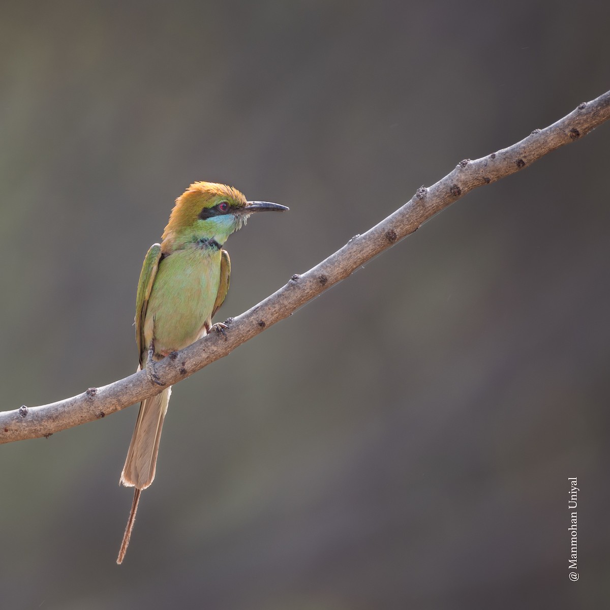 Asian Green Bee-eater - ML617650330