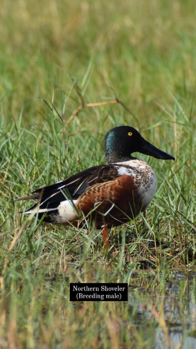 Northern Shoveler - ML617650364