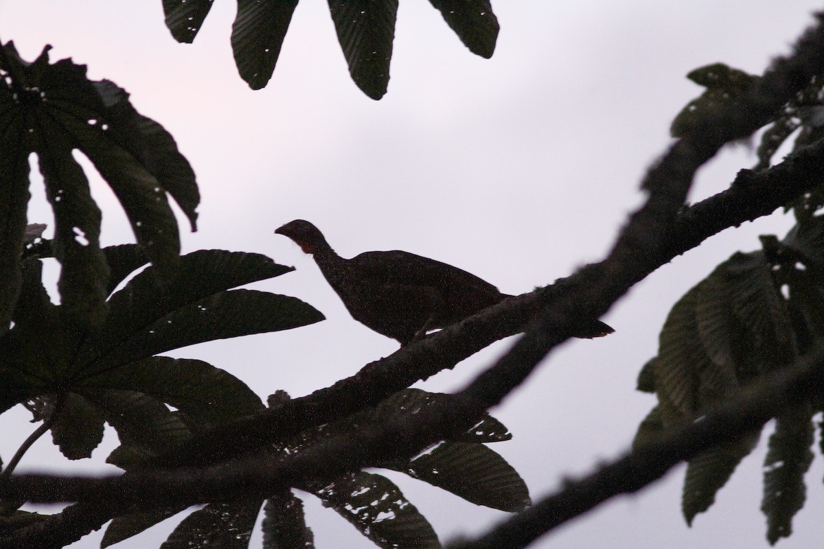 Band-tailed Guan - ML617650384