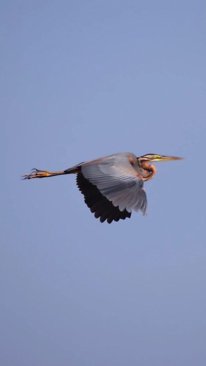 Purple Heron - ML617650392