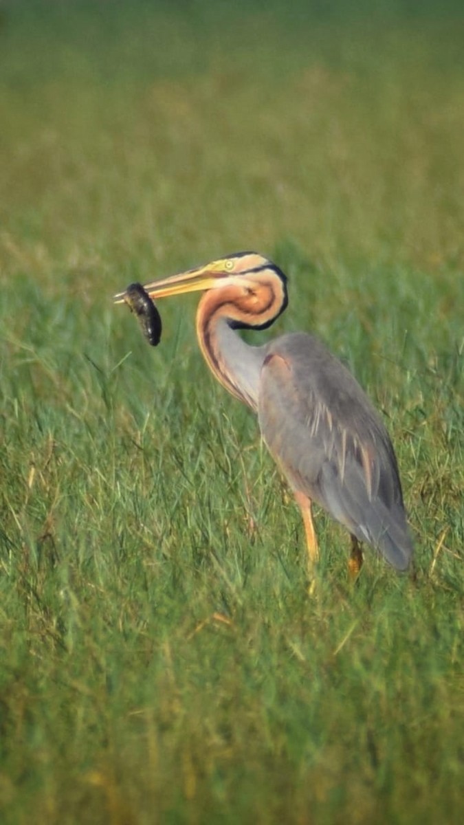 Purple Heron - Samarjit Nayak