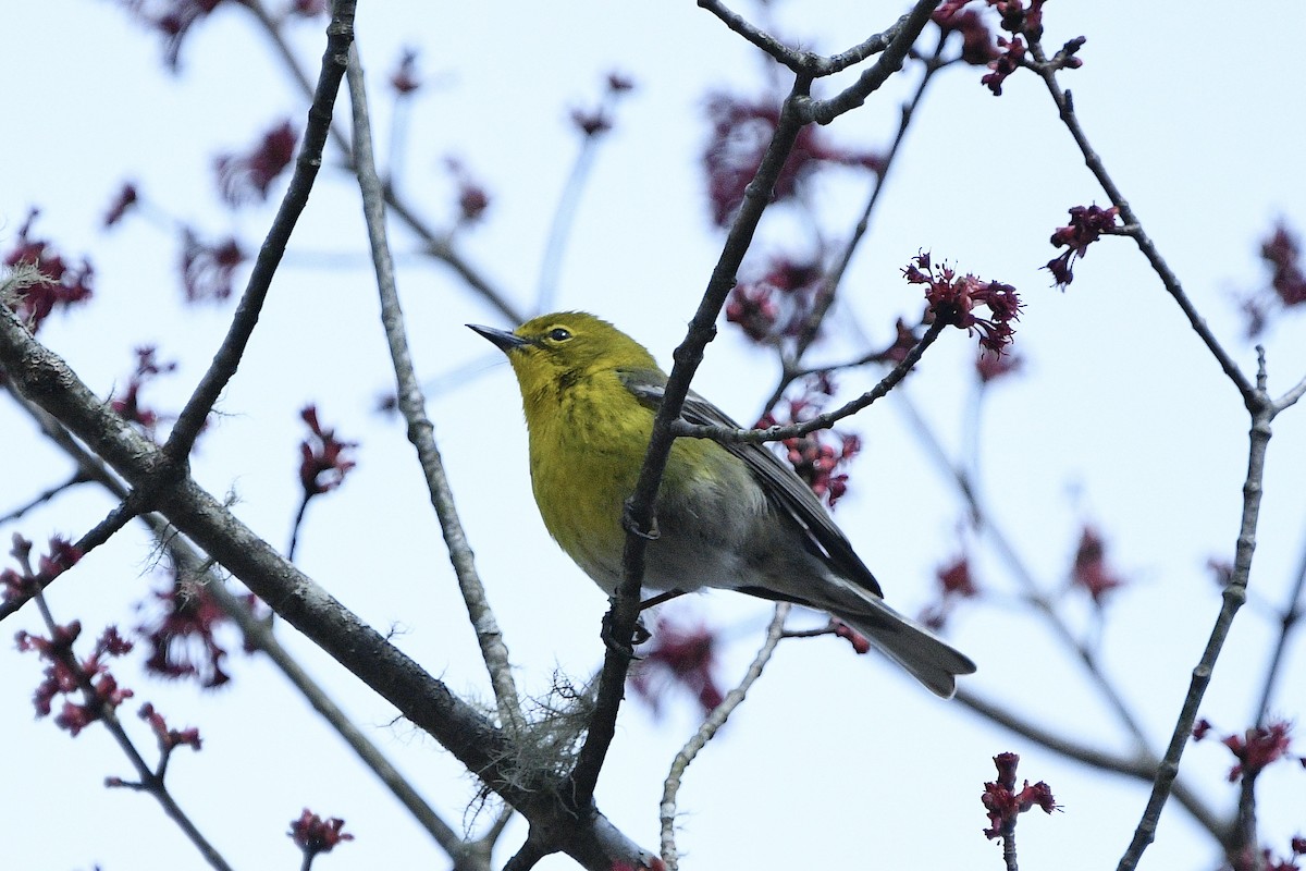 Pine Warbler - ML617650403