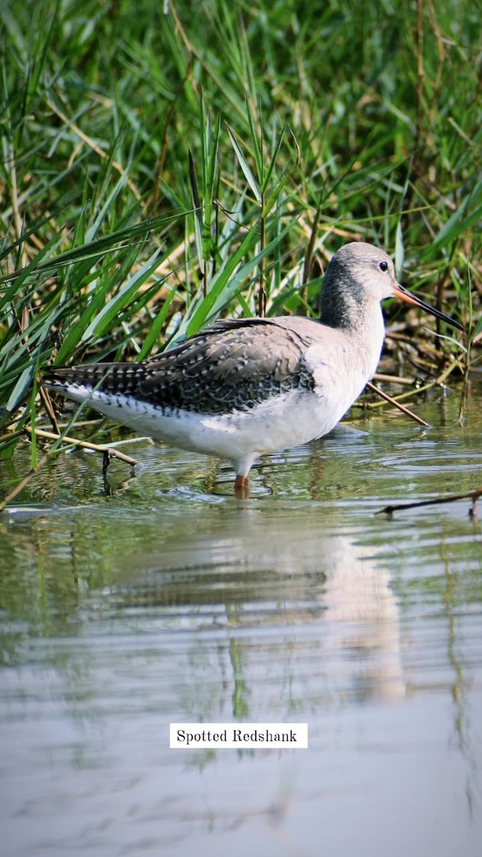 Spotted Redshank - ML617650415