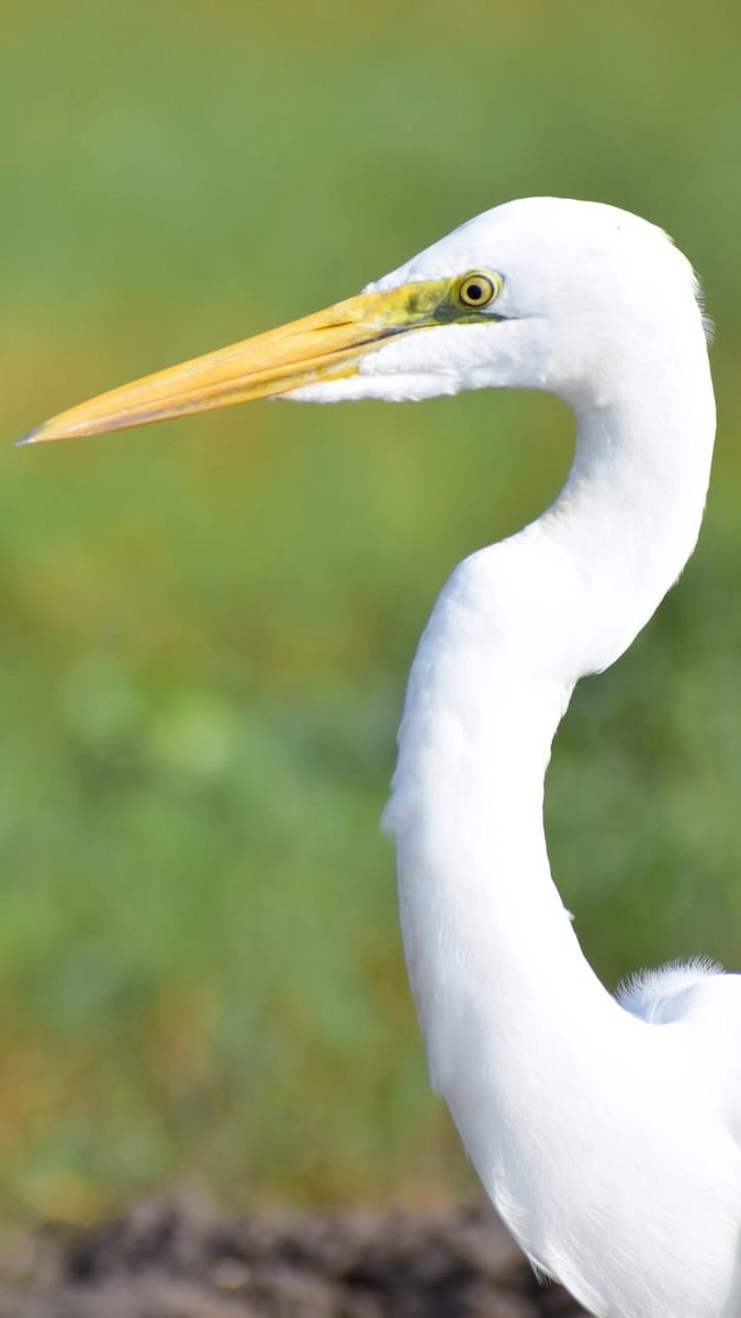 Great Egret - Samarjit Nayak