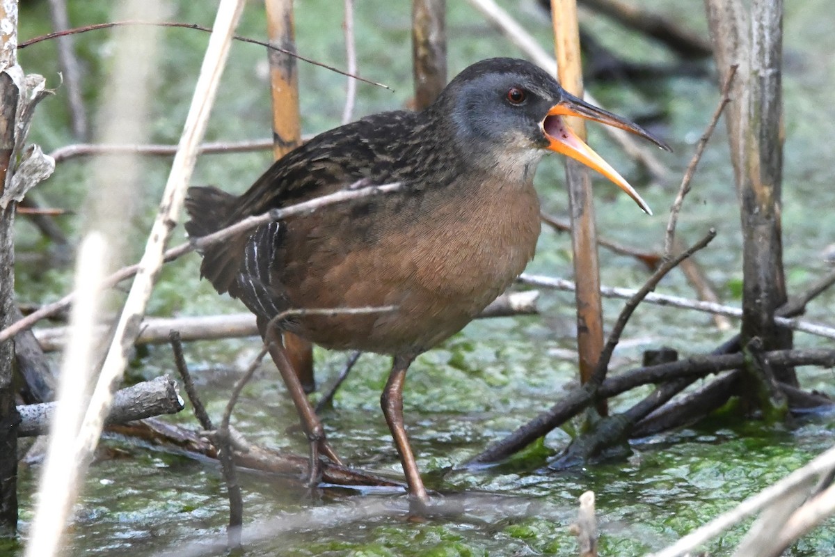 Virginia Rail - ML617650551