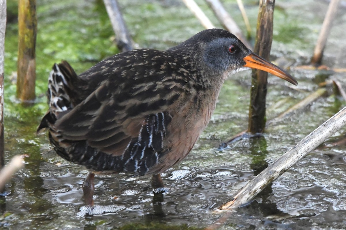 Virginia Rail - Justin Hamlin