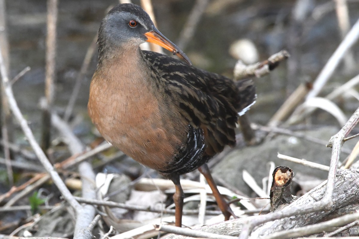 Virginia Rail - Justin Hamlin