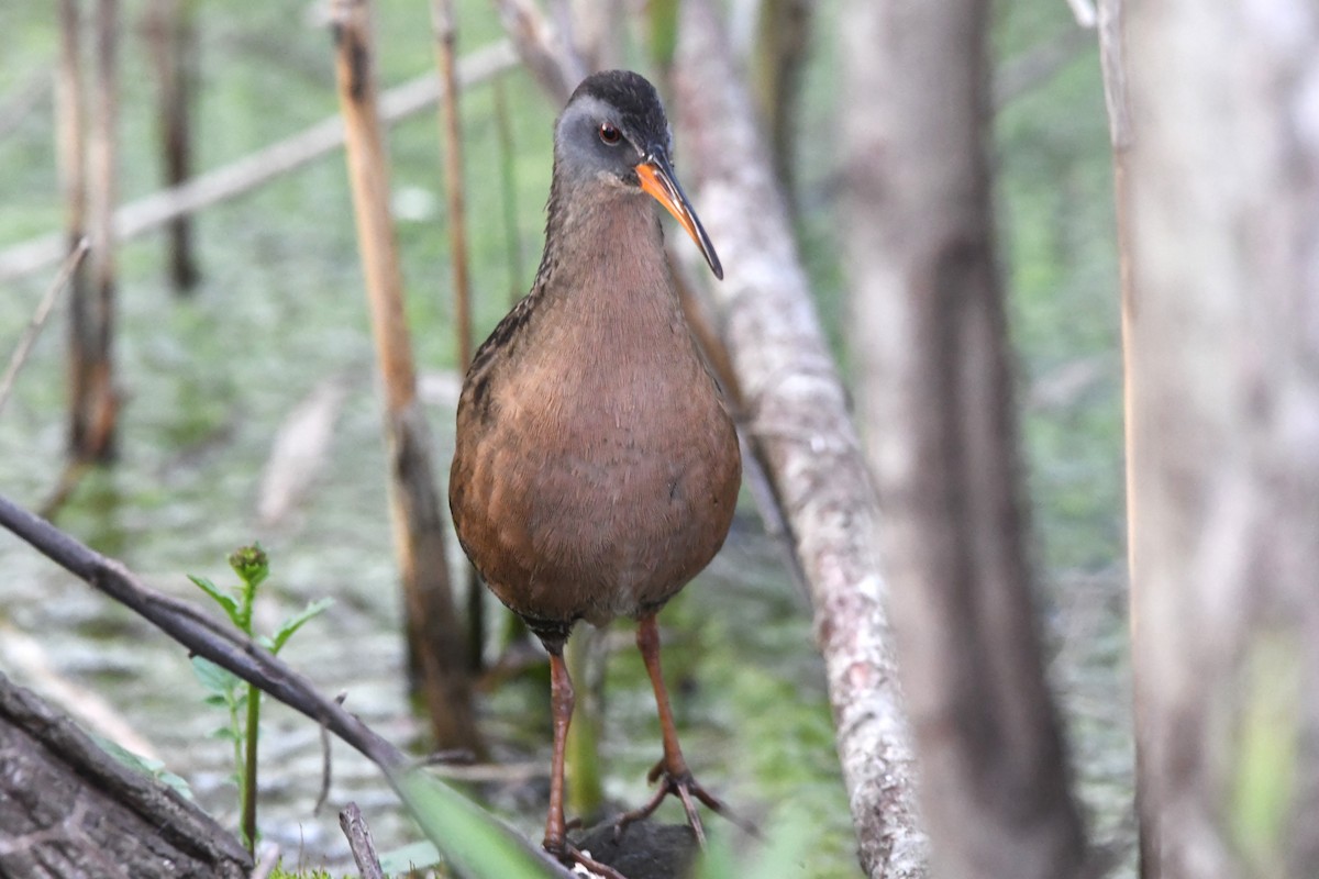 Virginia Rail - ML617650554